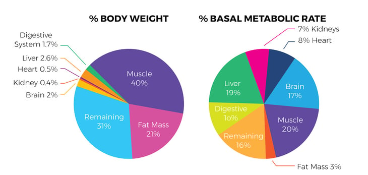 Fat-Loss-Blog-Graphics-05-1