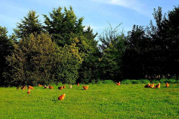 we serve free range chickens