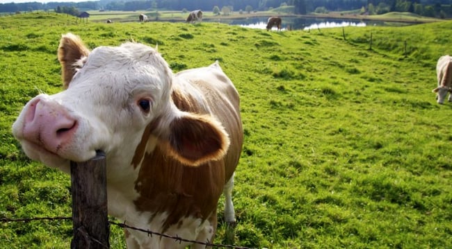 HAPPY COWS ORGANIC DAIRY