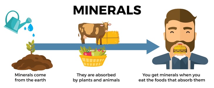 Micro-Nutrient-Blog-Graphics-01-(1)-1