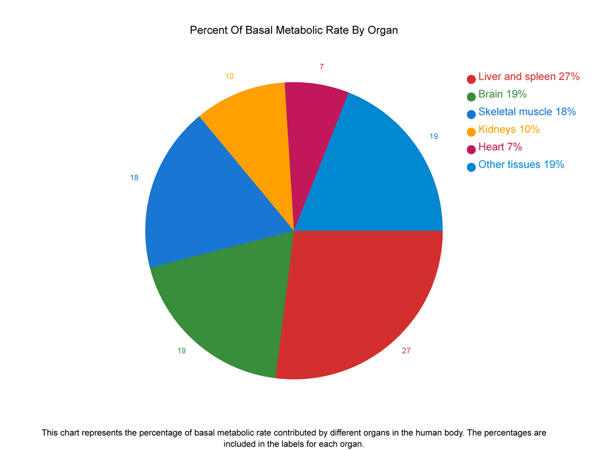 Percent-Of-Basal-Metabolic-Rate-By-Organ